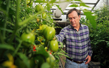 Scientist Harry Klee and his colleagues identified genes crucial to tomato flavor.